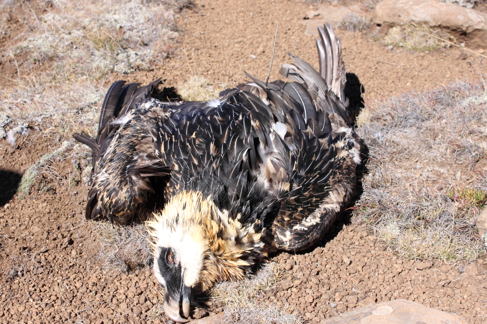 Dead Bearded Vulture