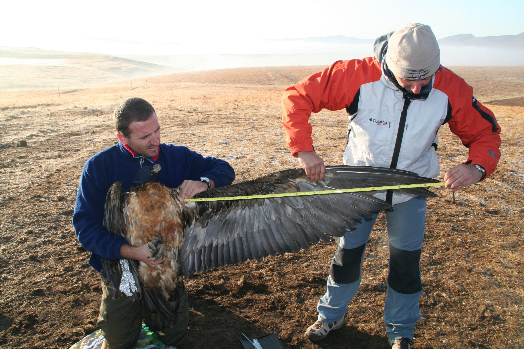 Research on Bearded Vulture 