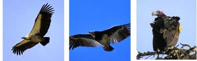 zululand-vultures