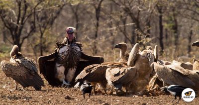 zululand-vultures-2