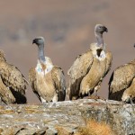Cape Vultures Perched