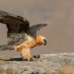 Adult Bearded Vulture Perched