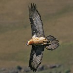 Adult Bearded Vulture in flight