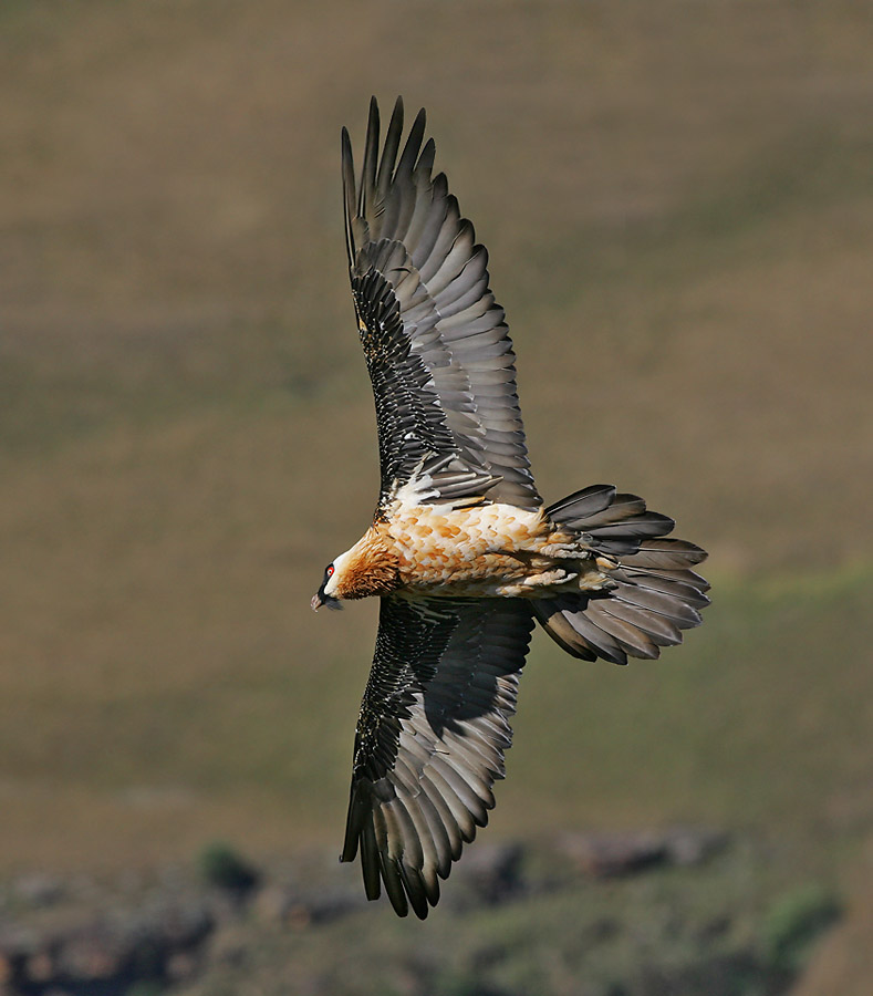 Adult Bearded Vulture in flight
