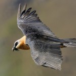 Bearded Vulture in flight