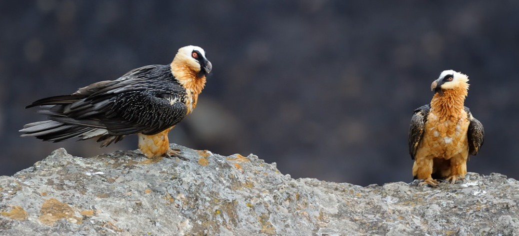 Adult Bearded Vultures Perched