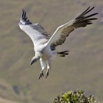 Cape Vulture landing