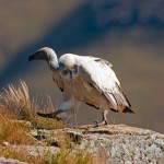 Cape Vulture Walking