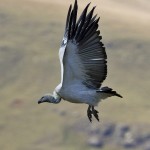 Cape Vulture in Flight