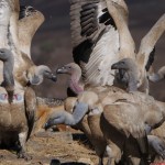 Cape Vultures at Giants Hide Feeding Site