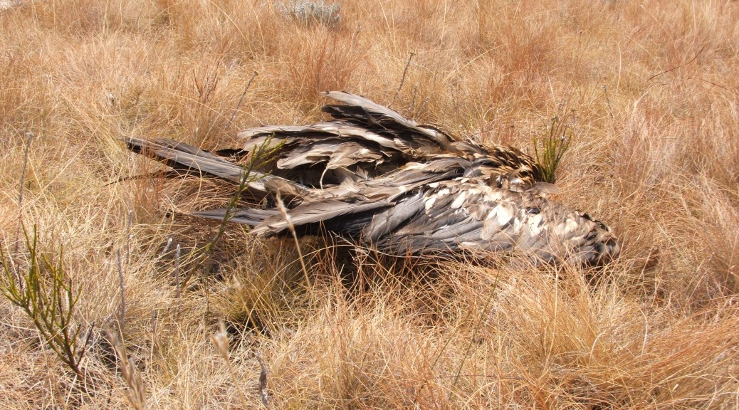 Dead juvenile Bearded Vulture