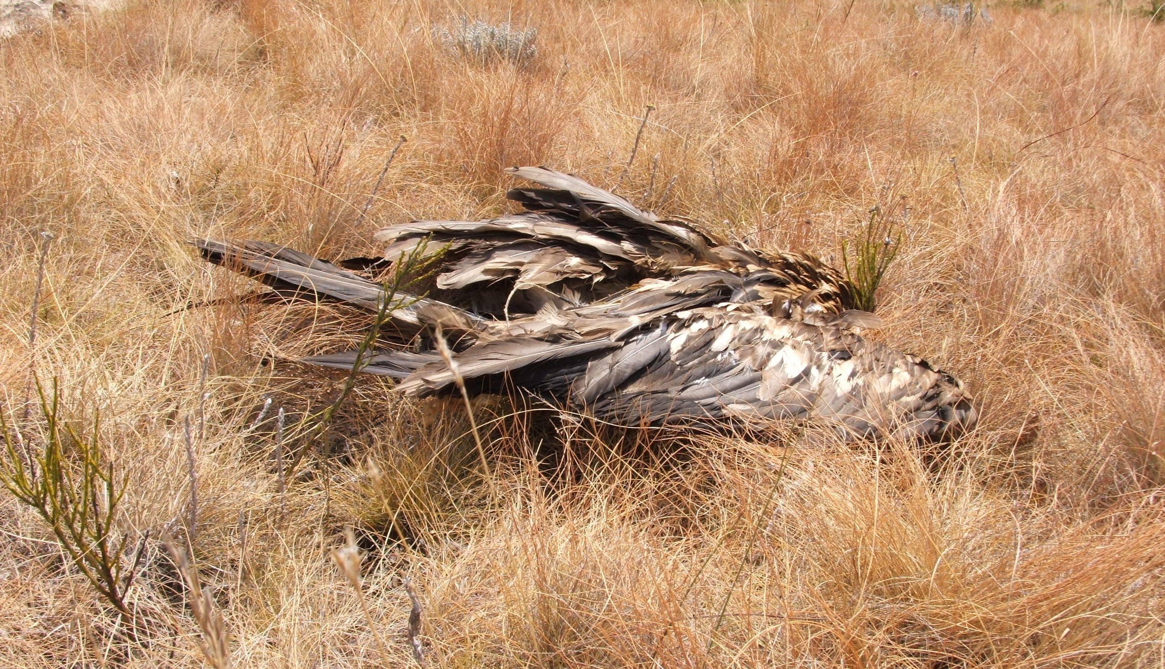 Dead juvenile Bearded Vulture