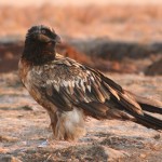 Juvenile Bearded Vulture perched