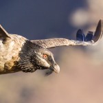 Juvenile Bearded Vulture