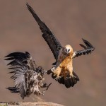 Juvenile and Adult Bearded Vulture