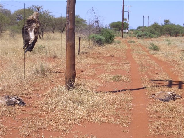 Vulture electrocution in Makopane