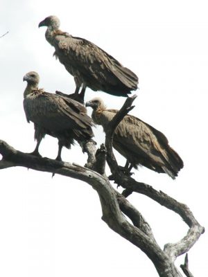 white-backed-vultures