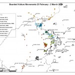Bearded Vulture movements 23 Feb - 2 March 14