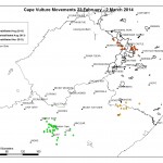 Cape Vulture movements 23 Feb - 2 March 14
