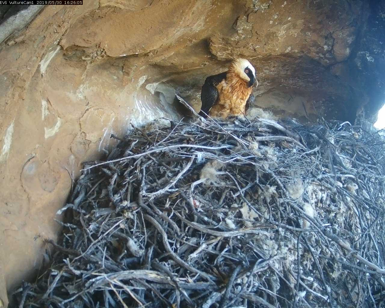 Vulture Nest Camera 2019-06-03 at 07.33